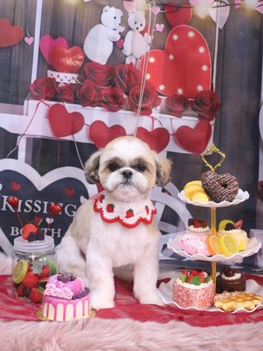 20250208あずきちゃん